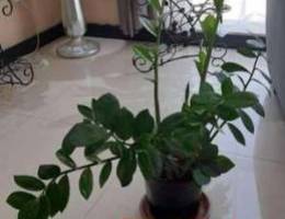 5 healthy well maintained indoor plants