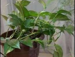 4 Indoor plants for sale. Negotiable