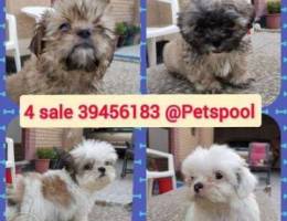 Puppies for sale