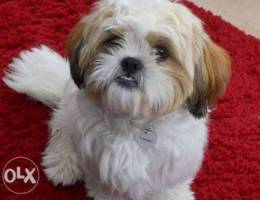 Shihtzu urgent sale