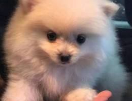 pomeranian male for sale