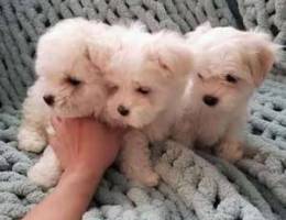 Stunning maltese puppies