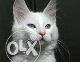 turkish angora kittens available for booki...