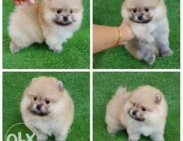 pomeranian puppy for sale