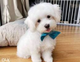 Brave and Smart maltese puppy for sell