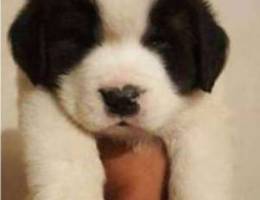 Saint Bernard puppies dogs