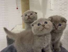 Scottish fold and straight for sale