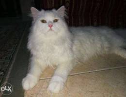 Cat for sale Ø´ÙŠØ±Ø§Ø²ÙŠ