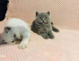 Beautiful British short hair Kittens for a...