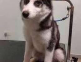 Husky for adoption