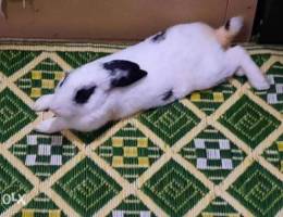 Pet male rabbit for sale