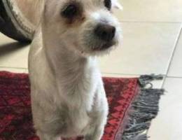 Maltese dog for adoption(Free)