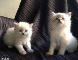 Persian Kittens for sale