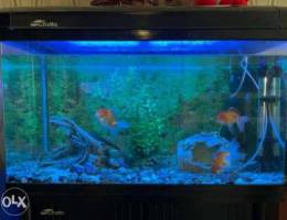 Big fish tank and storage cabinet full set...