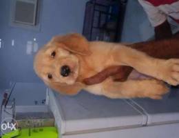 Golden retriever puppies 2 months