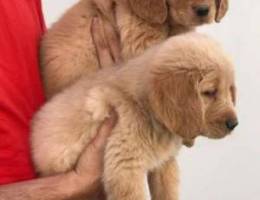 Long hair Pure golden retriever