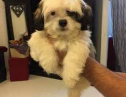 Ø¬Ø±Ùˆ Ø´Ù‡ØªØ²Ùˆ puppy shihtzu