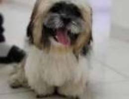 shih tzu