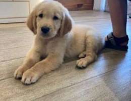 golden Retriever puppy