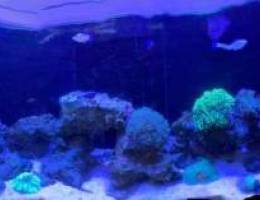 Aquarium for sale