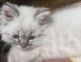 Himalaya cat for sale