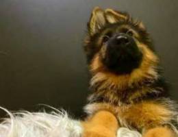 GSD for sale