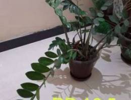 healthy plant for sale