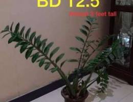 healthy plants for sale