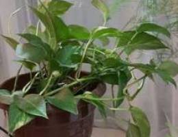 Money plant for sale