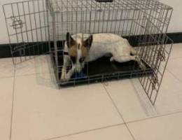 Dog Crate- large