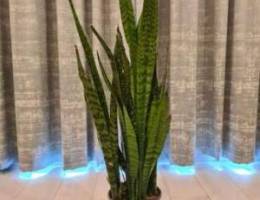 A very big, well grown snake plant is up f...