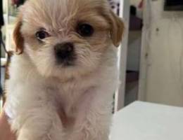 Shih Tzu Puppies