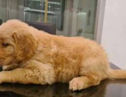 Purebred Golden Retriever puppies for sale