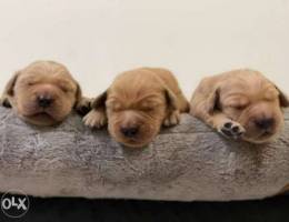 Golden Retriever Puppies