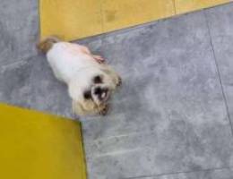 Cute Shih tzu female