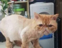 Couple cat for sale (persian)