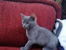 Beatiful male kitten for sale