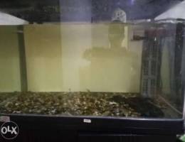 Hi my name is rithik I am sale fish tank w...