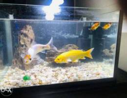 Aquarium for Sale