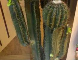plastic cactus looks real