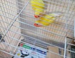 Love bird Pair for sale 22