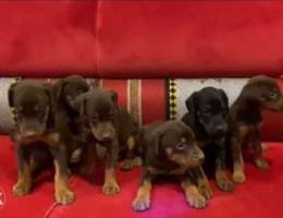 Doberman puppies for sale