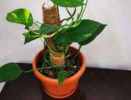 Money plant for sale 2.5 bd