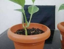 Money plant for sale 750 fills 2pcs