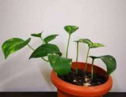 Money plant for sale 1BD