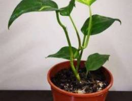 Money plant for sale for 1 bd