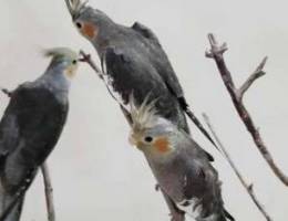 Cocktiel pair for sale