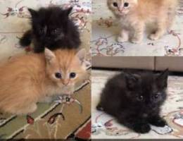 3 kittens for sale Ù£ Ù‚Ø·Ø· Ù„Ù„Ø¨ÙŠØ¹