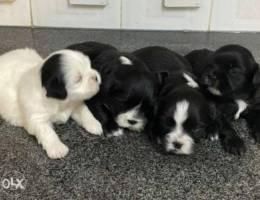 Shih tzu puppies for sale