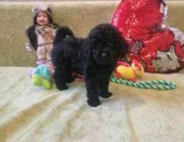 Mini toy poodle